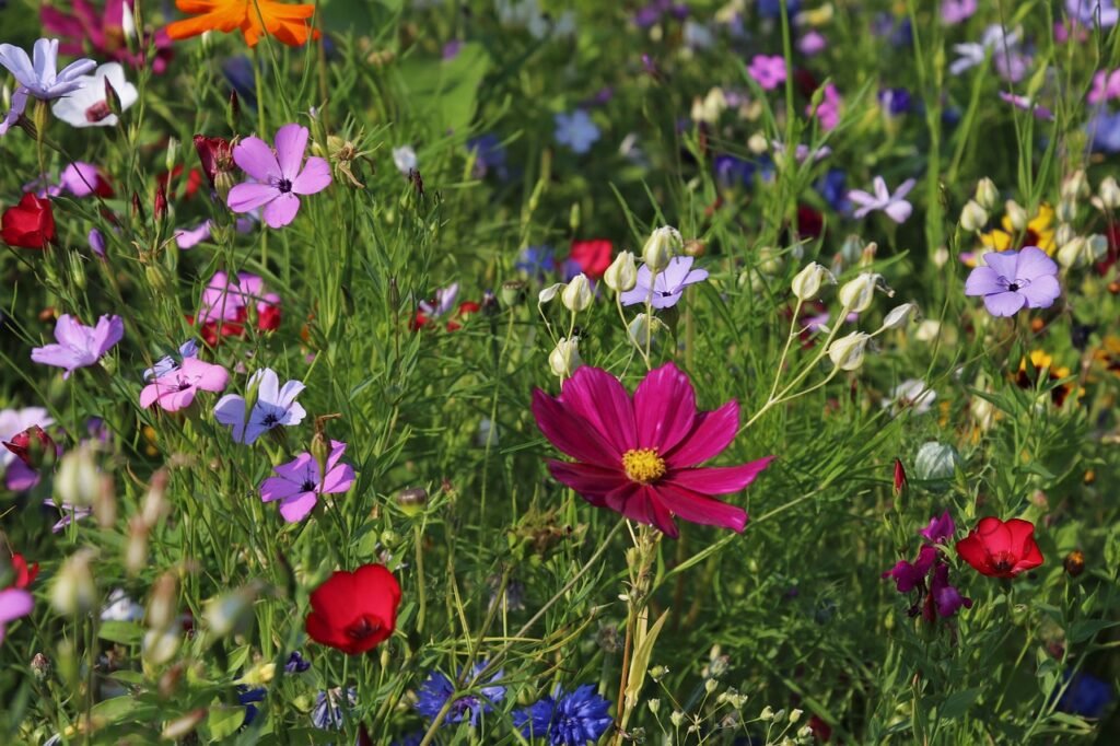 flowers, meadow, flower wallpaper-3571119.jpg